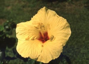 NBHA slides1323